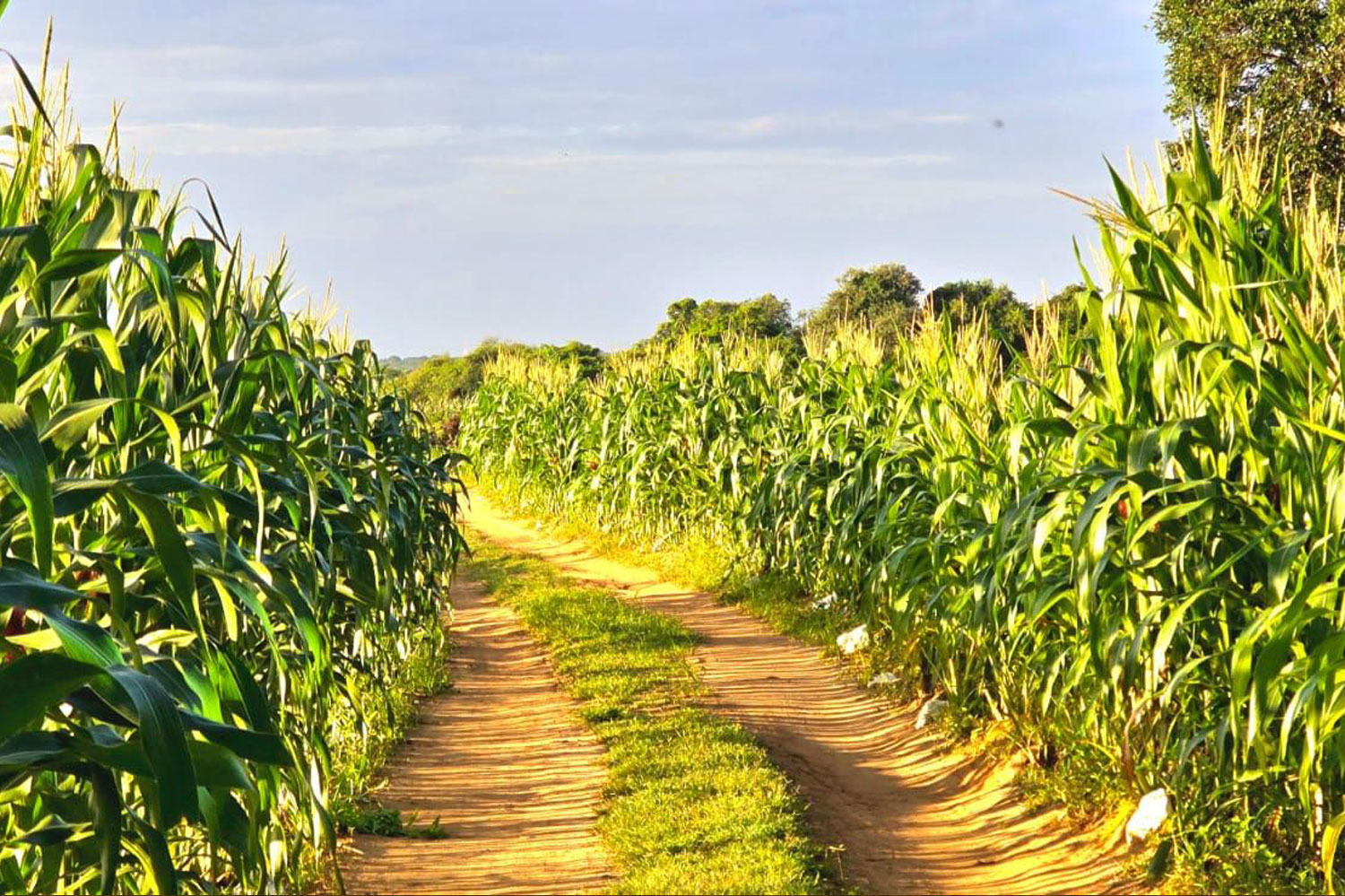 Guests exploring the organic farm