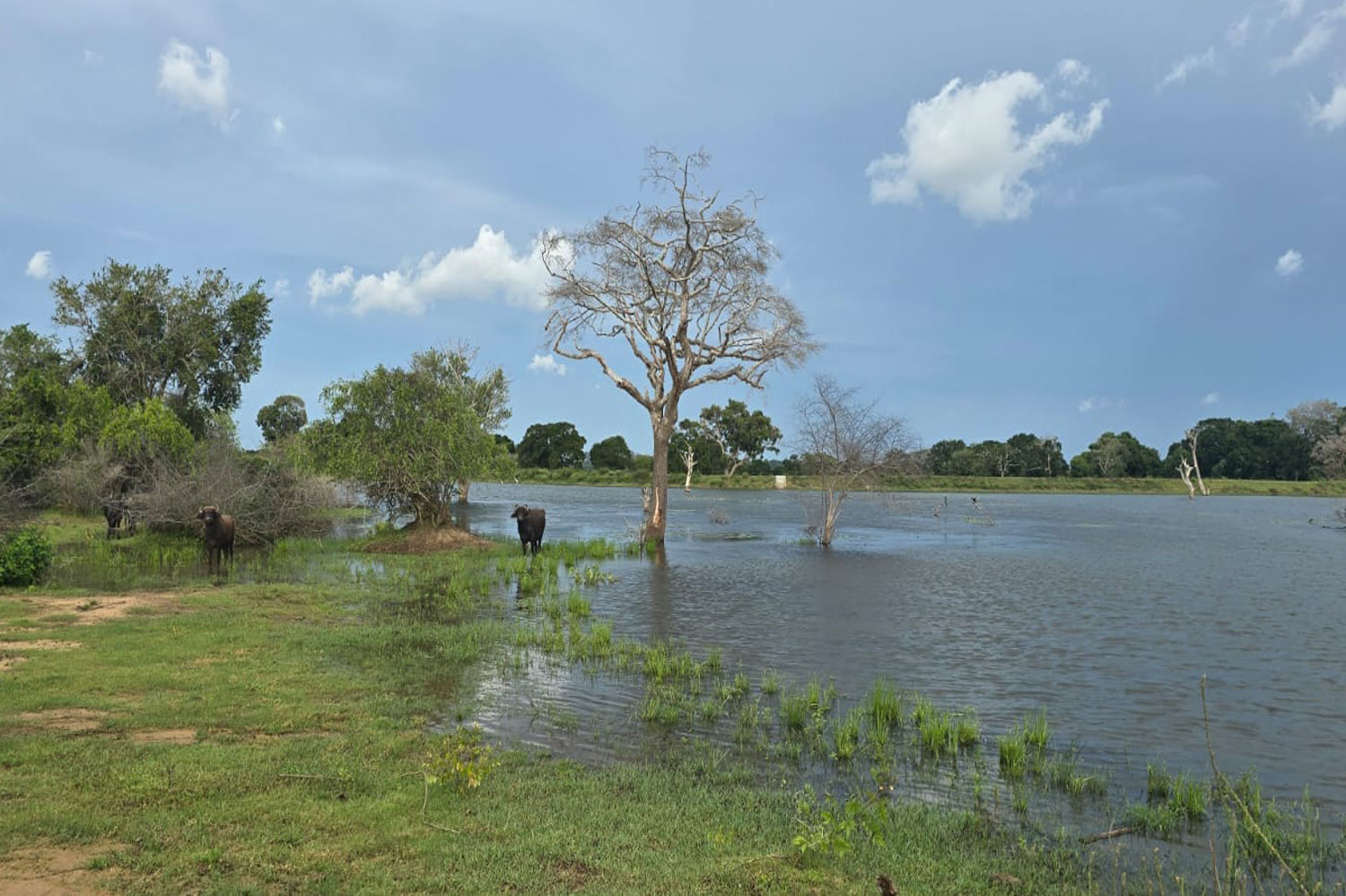 Serene Wewa view inside the farm